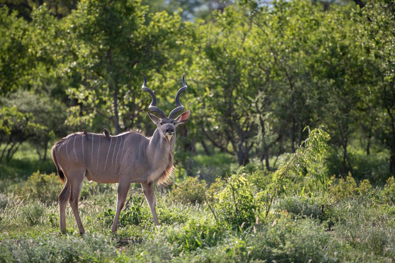 Twiga Travel Villa Hoedspruit Eksteriør bilde